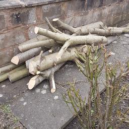 logs free to collector cut down trees might need saw to cut up in logs for log burner or take it away in lenghts nice logs contact number 07922470561
