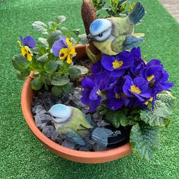 Terracotta pot with 2 Vivid Arts blue tit ornaments. Primroses, buxus and pansies.

Local delivery available for a small fee.