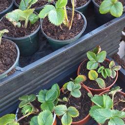 'young' strawberry plants- 24 available- £2 for 6 plants. Collect from S6