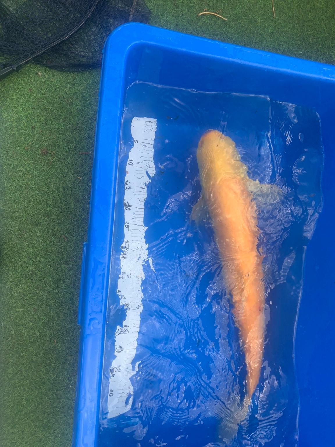 albino-grass-carp-koi-pond-fish-in-b9-birmingham-f-r-1-234-00-zum