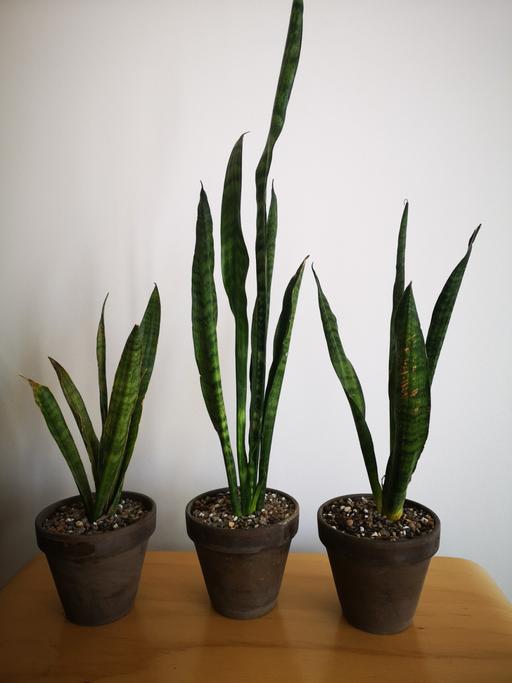 Buy & Sell Darlaston Walsall - Photos for Sansevieria house plant
