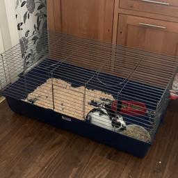 I am selling a 16 week old boy rabbit with indoor cage bought from the range brand new a month & half ago for my little boy b day but he’s lost interest the cage is 51 cm wide x 99 cm long x 43 cm high, it comes with a water bottle, bowls, a nearly  full bag of food, brush,  some straw, some hay,  some shampoo, bottle of disinfectant & a bag of bedding he has a lovey nature loves being cuddled & stroked need gone soon as possible.