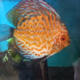 6 discus fish
There's at least 1 breeding pair
Healthy
Genuine reason for selling
Collection only
Please don't waste my time
Only asking for £80 for all 6 + angel fish if you want it