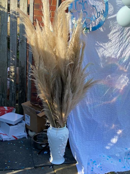 Buy & Sell Greater Manchester Manchester - Photos for PAMPAS GRASS (make me an offer)