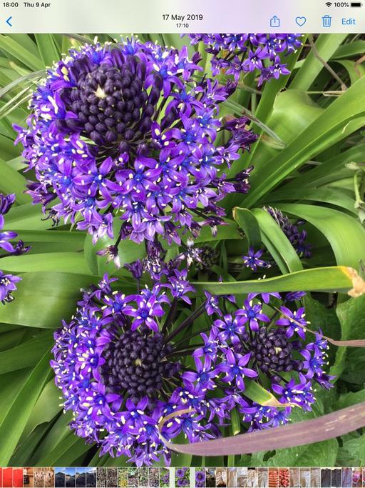 Buy & Sell South Yorkshire Barnsley - Photos for Scilla peruviana Blue £1.00 x1 or 6 for £5.00