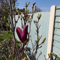 well established magnolia tree with purple flowers with label susan....spring flowering and beautiful. only selling as I'm moving . Bought from homebase last year for £150