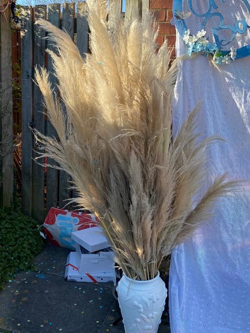 Buy & Sell Greater Manchester Manchester - Photos for Pampas grass (Big Bunch) 100cms tall