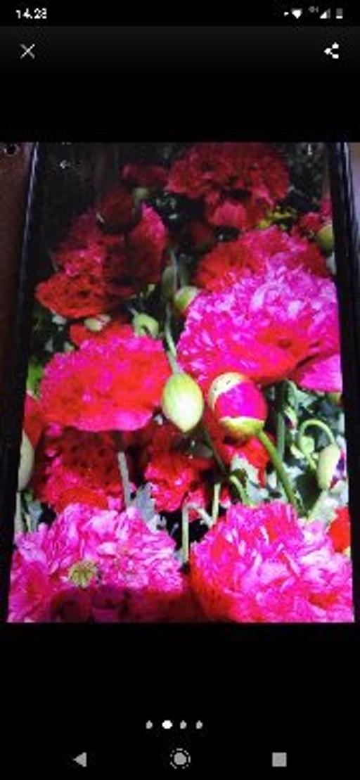 Buy & Sell South Yorkshire Barnsley - Photos for 250 x poppy seeds,pink& purple,Red £1.00