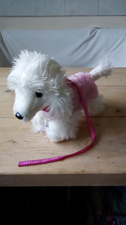 Buy & Sell Pembrokeshire - Wales Pantygrwndy - Pembrokeshire - Photos for cuddly dog