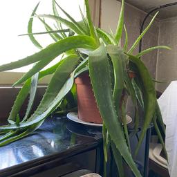 Sehr große Aloe Vera Pflanze zu verschenken - nur Abholung in München-Sendling.
Plastiktopf leicht beschädigt - müsste also evtl umgetopft werden! Sonst alles gut.