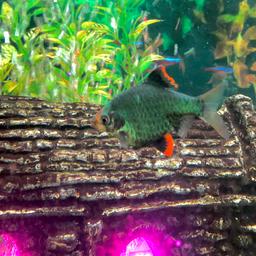 2 green barbs (3 to 4cm) and 2 golden barbs 4 to 5cm )