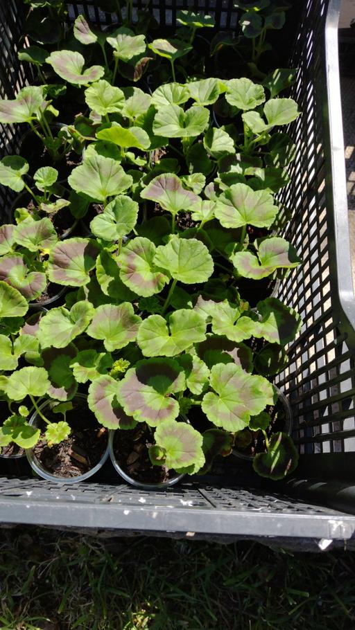 Buy & Sell West Midlands Sandwell - Photos for 🌻🏵️🌸🌺 Geranium plants 🌺🌸🏵️🌻