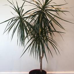 Dracena Marginata plant
Approximately 130cm tall (to tip of leaf)
Healthy and well looked after
From a no smoking and no pets home 
Red plant pot to go with it
Selling as no space for it anymore
Collection from CV6or can deliver locally for fuel