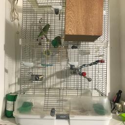 Vision bird cage and parrotlets with everything