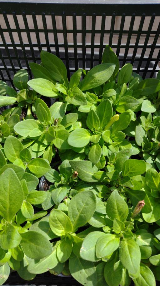 Buy & Sell West Midlands Sandwell - Photos for 🌸🏵️🌺🌻Petunia Plants🌻🌺🏵️🌸