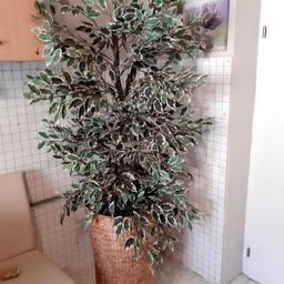Sehr schöne große Kunstpflanze mit Rattankorb.
höhe Pflanze: ca 1,90m breite: ca 80cm
höhe Korb: 72cm breite: 45cm

Nur Abholung