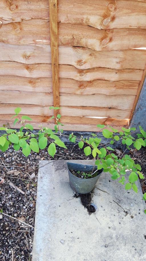 Buy & Sell Birchills Walsall - Photos for Honeysuckle plant yellow.