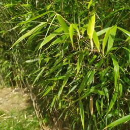 Bambus Fargesia Rufa

- aus Gartenumgestaltung, 5-jährig, extrem robust, keine Baumarkt-Hybridware
- keine Ausläufer -> Rhizomsperre nicht nötig 
- winterhart
- kann auch für Hecken verwendet werden
- 2-2,5 m hoch
-VB 20€/Wurzelstock 
- Selbstabholung