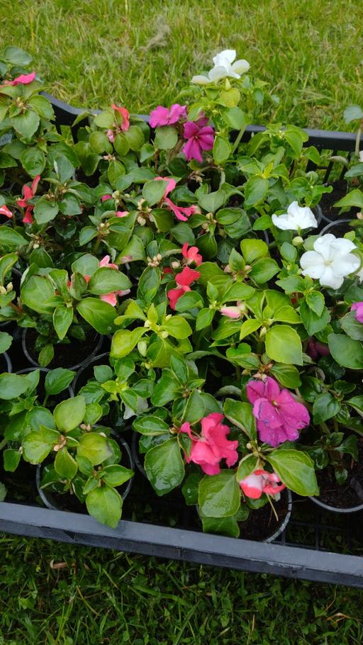 Buy & Sell West Midlands Sandwell - Photos for 🌸🏵️🌺Busy Lizzie Plants🌺🏵️🌸