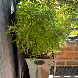 Bamboo .... have got 2 £30 each