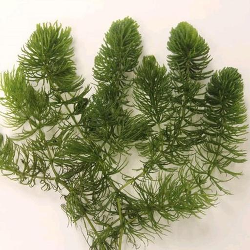 Buy & Sell West Midlands Birmingham - Photos for Pond plants