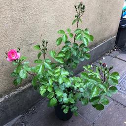 Very healthy hardy fast growing plant 
Bush rose