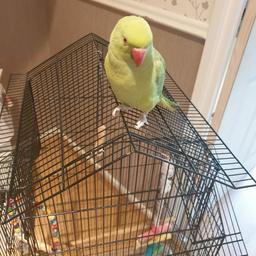 Indian green parot
8 month old
With big cage
Good health
Collection kt19 9bn