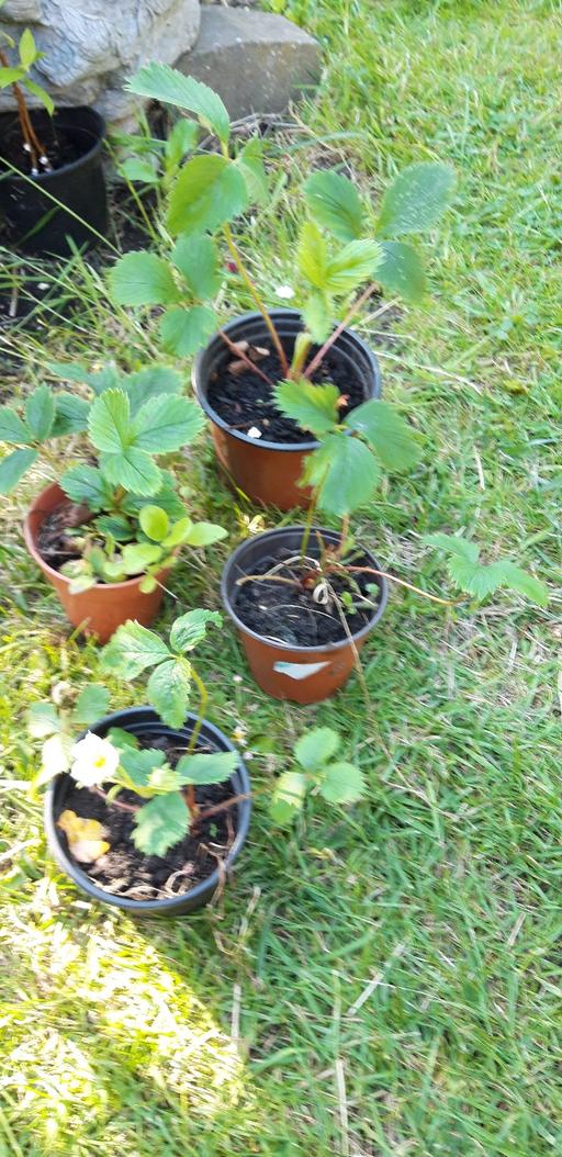 Buy & Sell Birchills Walsall - Photos for Strawberry Plants