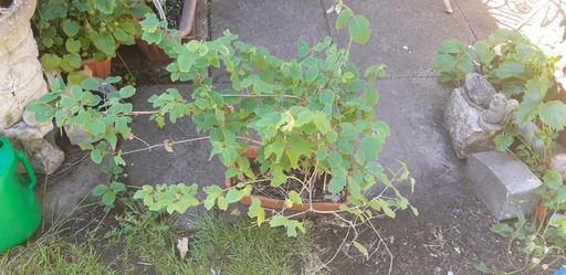 Buy & Sell Birchills Walsall - Photos for Honeysuckle plant/bush.
