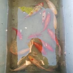 14 pond fish for sale 