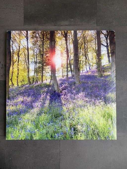 Buy & Sell Greater Manchester Manchester - Photos for Picture BLUEBELLS, GLASS FRAMED PICK- UP ONLY