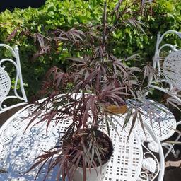 unusual acer palmatum Enkan
delicate burgundy/green leaves during summer turning bright orange/red in Autumn.
total height 28 inches.