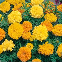 Very healthy hardy fast growing plant 
Will reach 48” with so many flowers 
Collection E7 8du