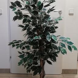 Verkaufe unseren künstlichen Ficus Baum. Er ist, inkl. Topf, 115 cm hoch.

Besichtigung gerne möglich

Tierloser-Nichtraucherhaushalt