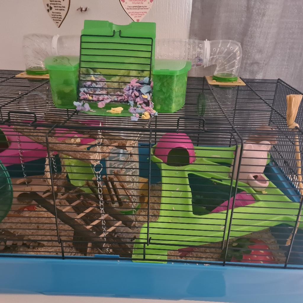 hamster in B32 Birmingham for £50.00 for sale Shpock