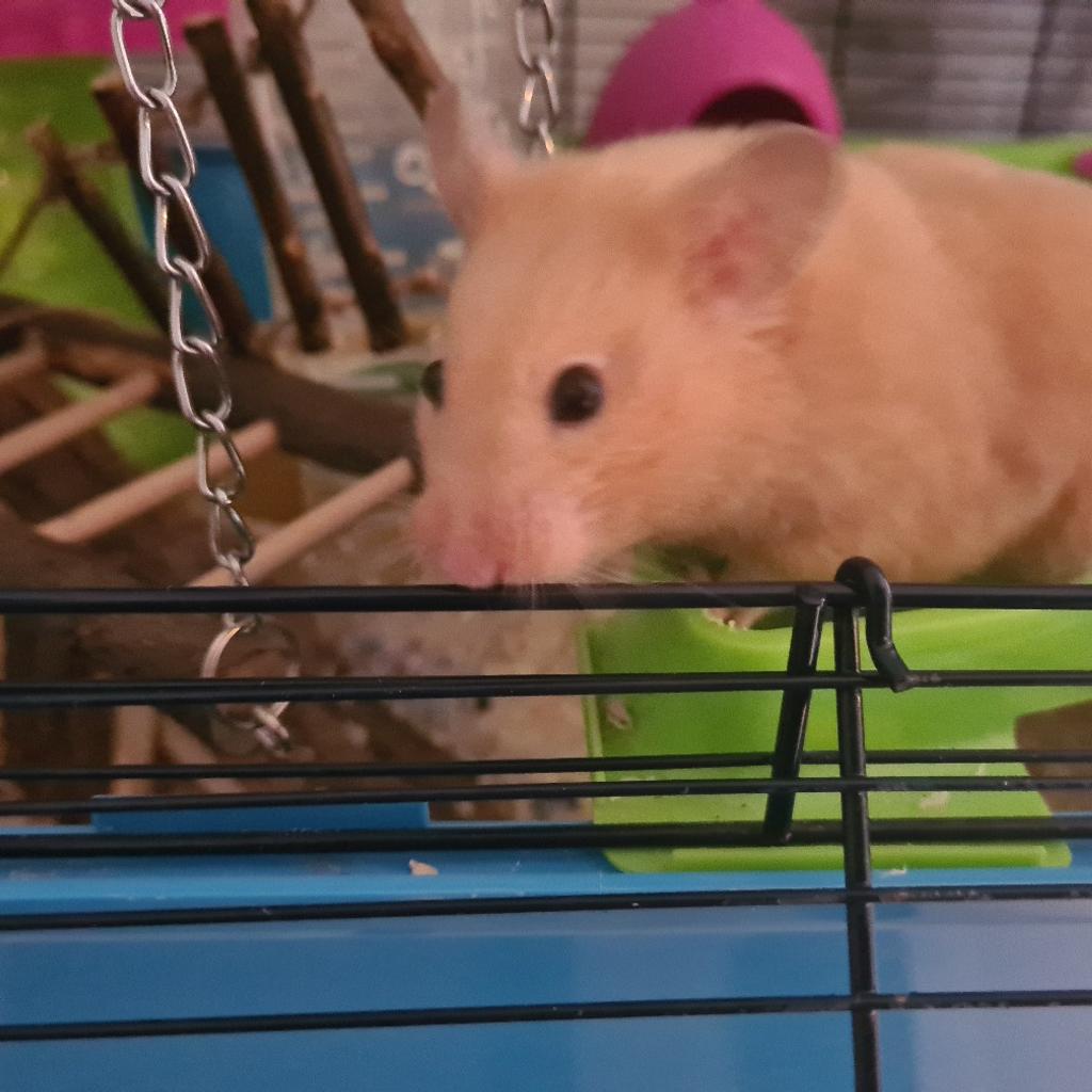 hamster in B32 Birmingham for £50.00 for sale Shpock