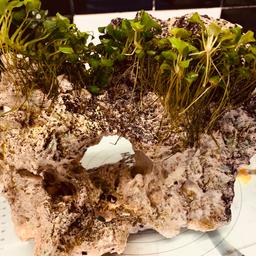 Large beautiful rock with plants, 22cm width and 18cm length, quick sale as it is out of the fish tank hence the price