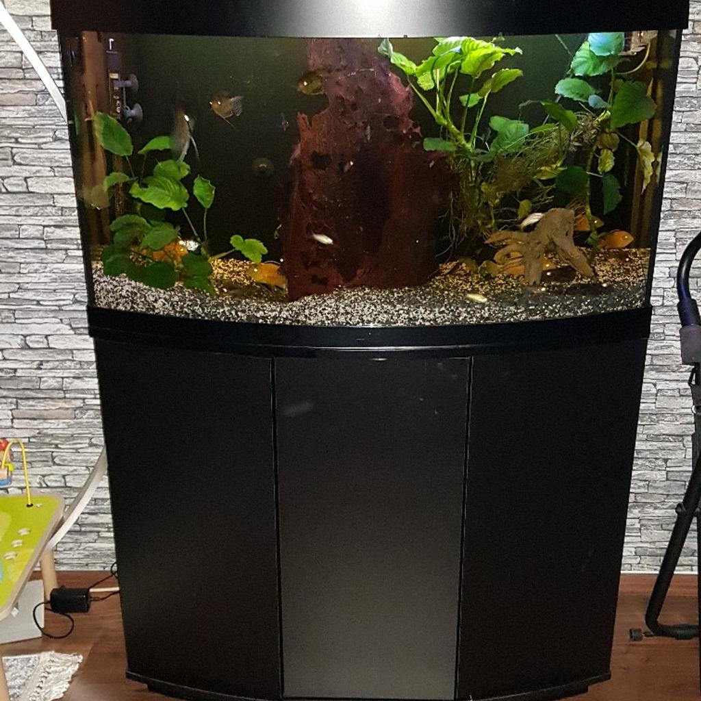 Fische zu verschenken in 6300 Stadt Wörgl für 1,00 € zum Verkauf