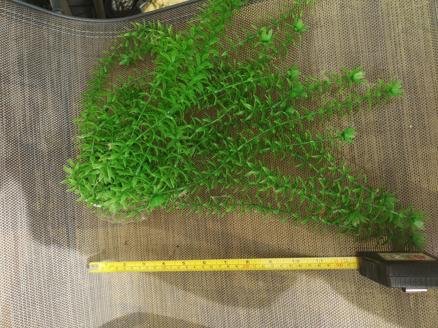 large plastic aquarium plant in DY5 Dudley für £ 5,00 zum Verkauf