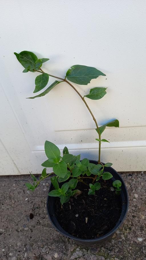 Buy & Sell Stirchley Birmingham - Photos for Perennial Vinca Major