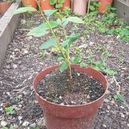 Cherry tree. Very good quality from my own experience. Come with a good plant pot too.

If you have any questions or queries, be sure to ask!