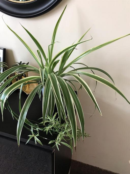 Buy & Sell South West London Norbury - South West London - Photos for Beautiful and healthy indoor spider plant