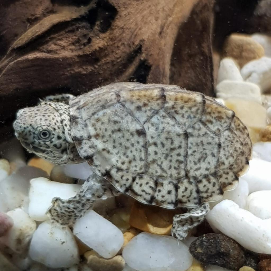Baby Razorback Musk Turtles in B64 Sandwell für £ 40,00 zum Verkauf ...
