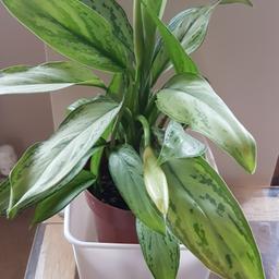 House plant think part of Lily family, it has nearly got 2 flowers on it, there are new plants growing in same pot,  collection from SM2