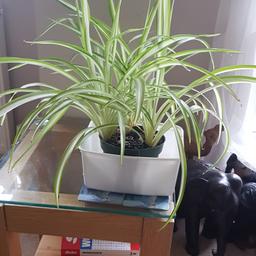 spider plant  collection SM2