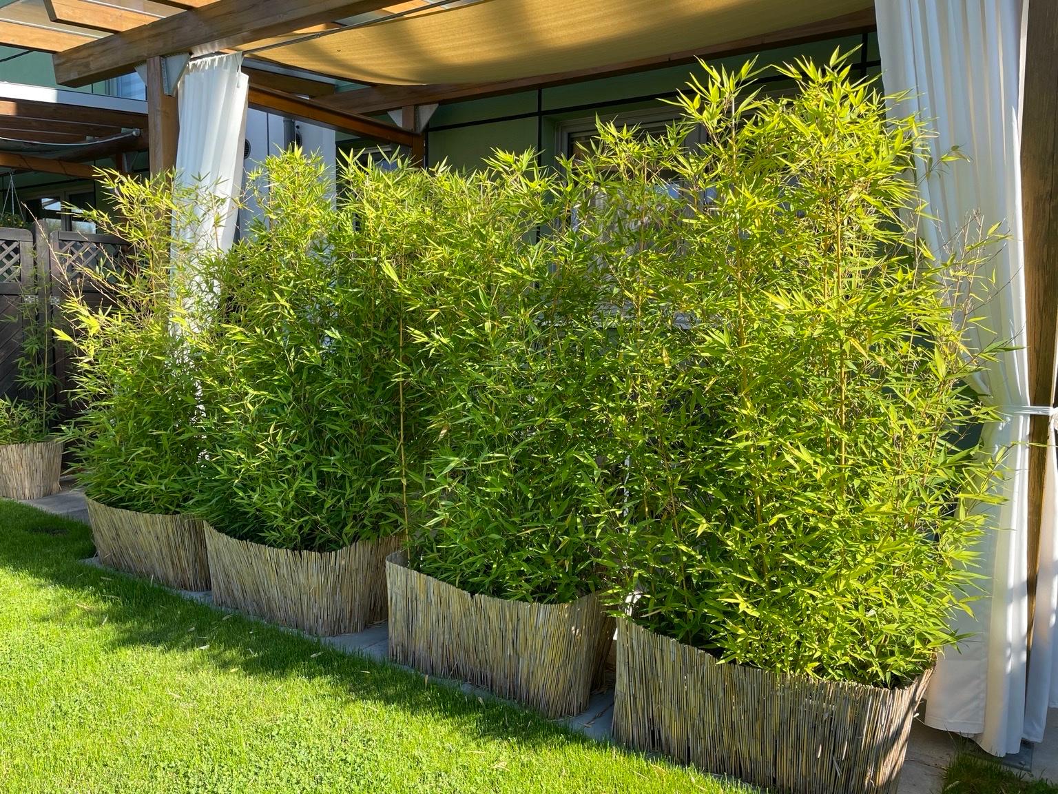 Bambus Bambuspflanzen Sichtschutz Hecke in 3830 Gemeinde
