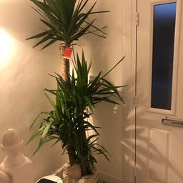 Yuca plant unwanted plant look really nice as you can see
Selling for 45
Cost me 100 two days ago
Looks great in the house and a great feecher
In the house