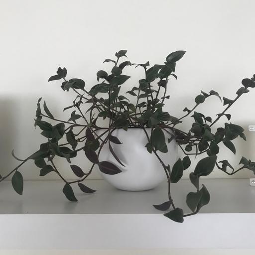 Buy & Sell Gloucestershire South Gloucestershire - Photos for Tradescantia quadricolour houseplant no pot