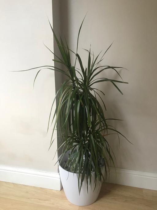 Buy & Sell Gloucestershire South Gloucestershire - Photos for Dracaena marginata (Madagascan Dragon Tree)