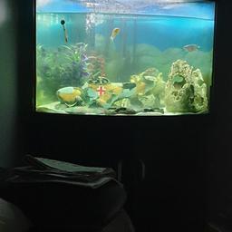 large corner fish tank, no fish,but comes with ornaments, pump and filter,air pump, light all accessories you need,the tank needs abit TLC shown in the pictures and one of the cupboard doors want screwing on hence the price
